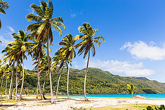 粉色,渔船,椰树,树,海滩,干盐湖,多米尼加共和国,加勒比