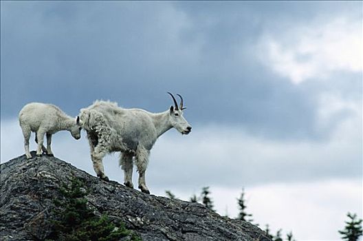 石山羊,雪羊,母兽,冰川国家公园,落基山脉,蒙大拿
