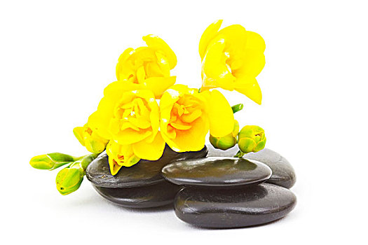 黄色,小苍兰属植物,按摩,石头
