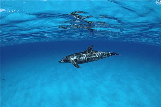 大西洋点斑原海豚,花斑原海豚,游泳,巴哈马