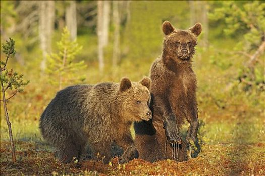 棕熊,幼兽,芬兰