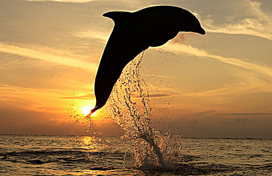 瓶鼻海豚,海豚,成年,跳跃,日落,洪都拉斯,中美洲,北美