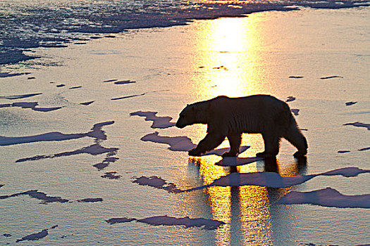 北极熊,走,冰冻,水塘,日出,丘吉尔市,野生动物,管理,区域