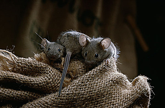 家鼠,小鼠,幼小