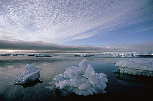 漂浮,冰,巴芬岛,加拿大