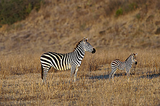 斑马,母亲,恩戈罗恩戈罗,保护区,坦桑尼亚