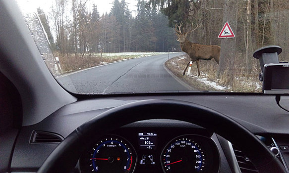 鹿,穿过,道路,风景,汽车,挡风玻璃,德国,欧洲