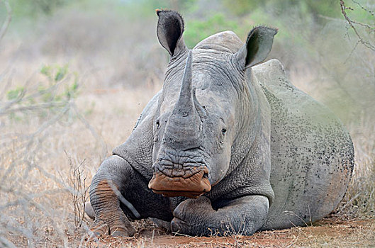 白犀牛,白犀,躺下,头部,遮盖,飞虫,克鲁格国家公园,南非,非洲