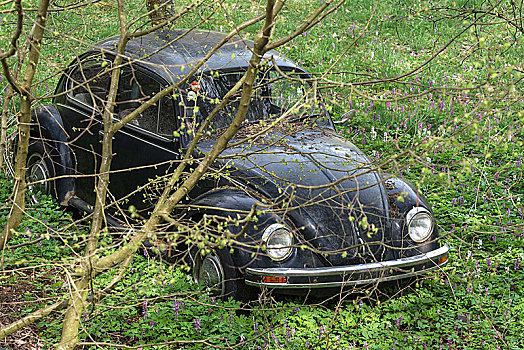 大众汽车,甲壳虫汽车,60年代,停放,花园,巴伐利亚,德国,欧洲
