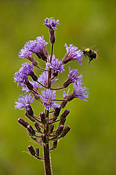 高山,花,大黄蜂,收集,花粉,苏格兰,欧洲