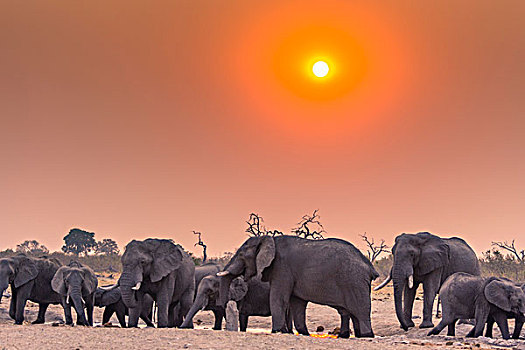 博茨瓦纳,乔贝国家公园,萨维提,大象,喝,水潭,日落
