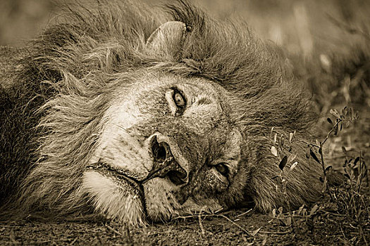 狮子,成年,雄性,长,鬃毛,躺下,奥卡万戈三角洲,博茨瓦纳,非洲