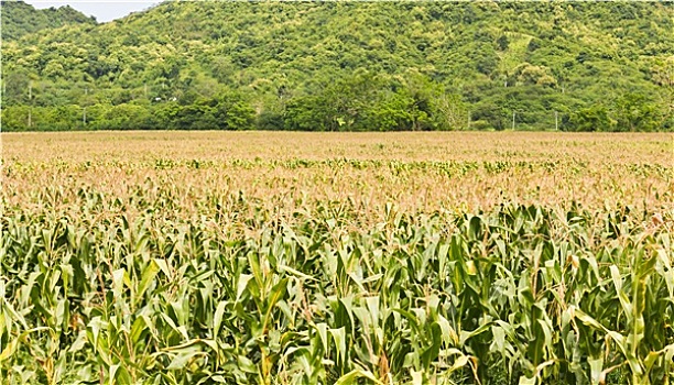 农业,风景,玉米