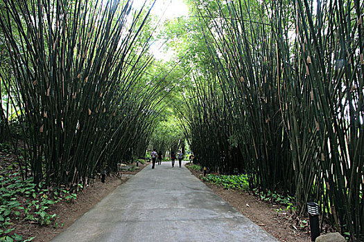 南山寺游竹林