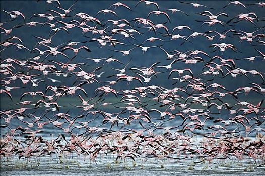 飞,小红鹳,小火烈鸟,纳库鲁湖,国家公园,肯尼亚,东非