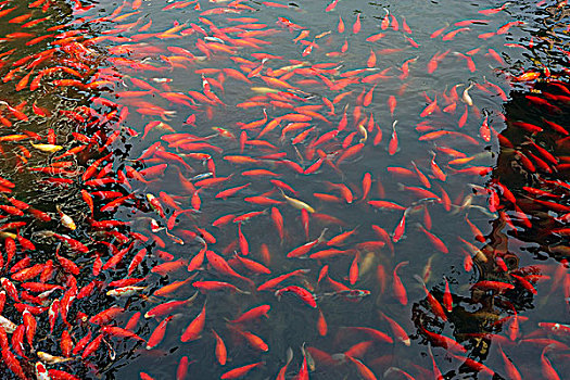 鲤鱼,水塘,上海