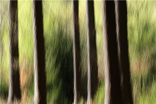 森林,动感