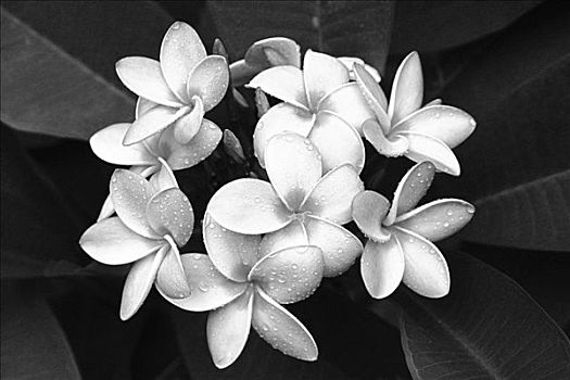 夏威夷,簇,叶子,黑白照片