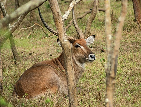 水羚,乌干达