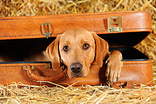 拉布拉多犬,狗,母狗,卧,手提箱