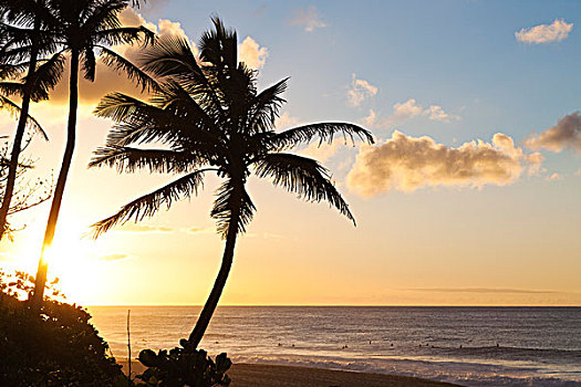 椰树,树,日落,威美亚湾,夏威夷