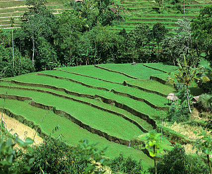 稻田,地点,椰树,乌布,巴厘岛,印度尼西亚,亚洲