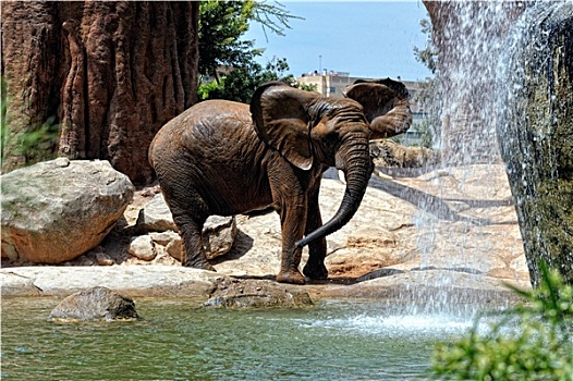 非洲象,自然环境,站立,瀑布