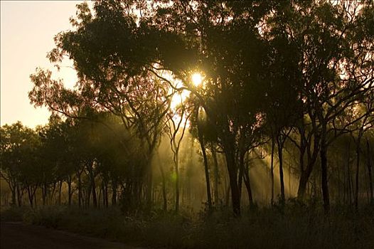 日落,桉树,树林,澳大利亚