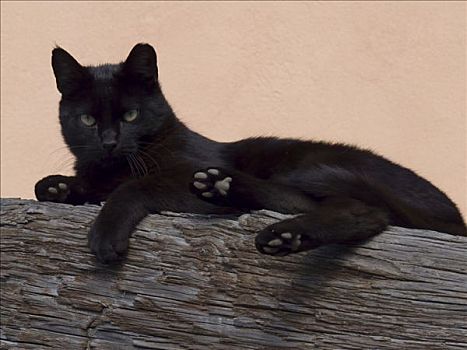 黑猫,坐,原木