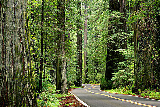 美国,加利福尼亚,洪堡红杉州立公园,巨树之道,道路,站立,巨杉,树