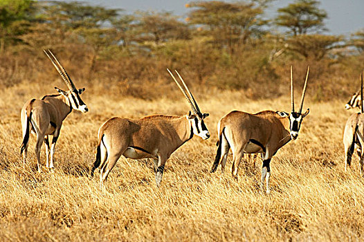 长角羚羊,群,站立,干草,大草原,马赛马拉,公园,肯尼亚