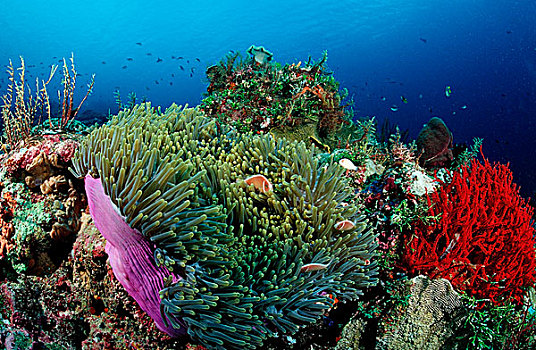 粉红海葵鱼,华美,海葵,公主海葵,西里伯斯海,苏拉威西岛,印度尼西亚