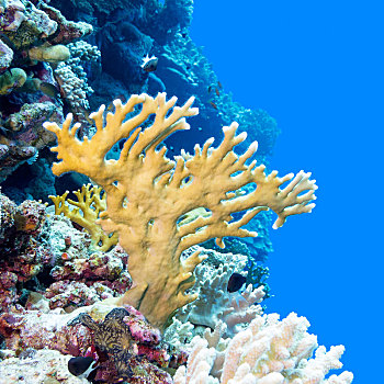 珊瑚礁,黄色,珊瑚,热带,海洋,水下