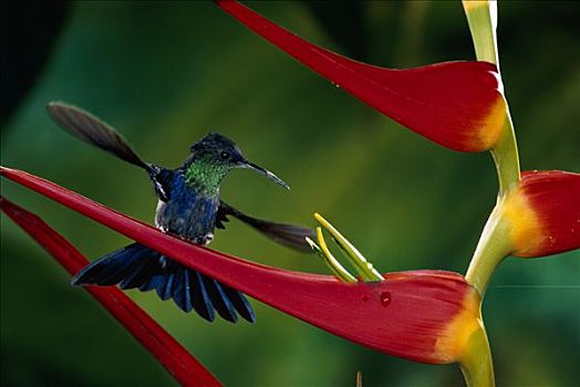 蜂鸟,海里康属植物,花,哥斯达黎加