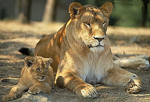 非洲狮,狮子,幼兽,卧