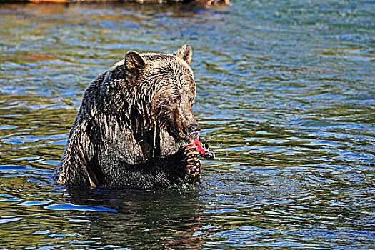 大灰熊,吃,三文鱼,不列颠哥伦比亚省,加拿大