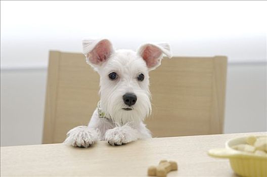 特写,小髯犬,小狗