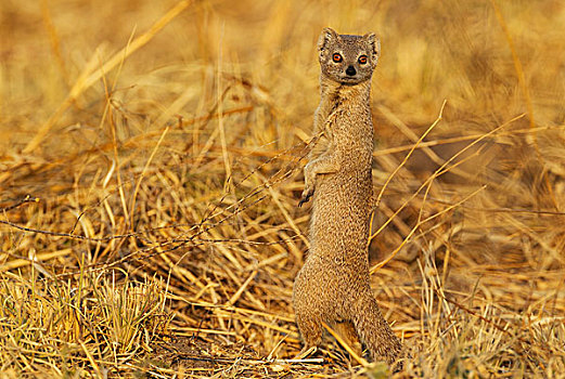 猫鼬,萨维提,乔贝国家公园,博茨瓦纳,非洲