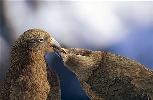 食肉鹦鹉,啄羊鹦鹉,伴侣,求爱,南岛,新西兰