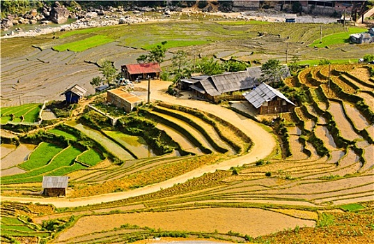 乡村,稻米,梯田,越南