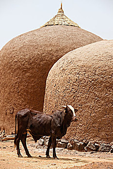 尼日尔,牛,站立,正面,两个,球形,砖坯,谷仓,区域