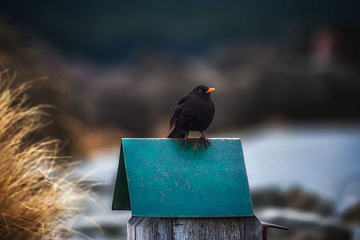黑色,鸟,特卡波湖,新西兰
