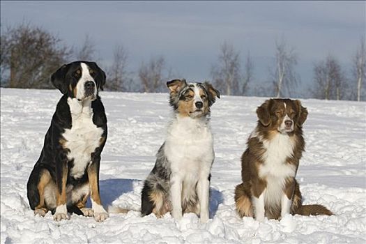 两个,澳大利亚牧羊犬,瑞士,山,狗,靠近,雪地