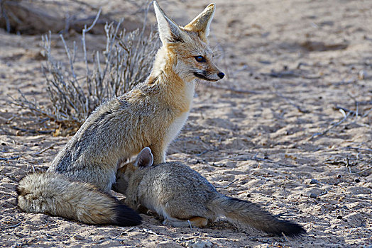 狐狸,狐属,吸吮,幼兽,卡拉哈迪大羚羊国家公园,北开普,南非,非洲