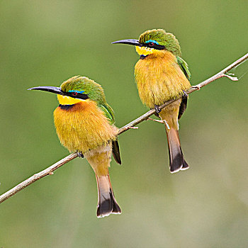 非洲,坦桑尼亚,小,食蜂鸟,国家公园