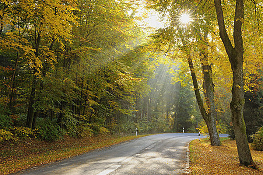 道路,山毛榉,树林,奥登瓦尔德,黑森州,德国