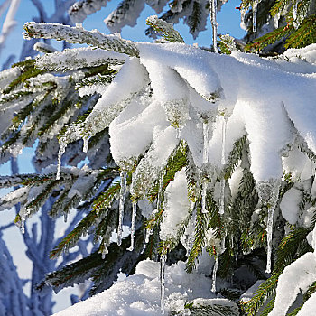 雪,云杉,细枝,雪中