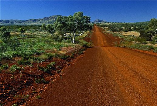 土路,橡胶树,卡瑞吉尼国家公园,澳大利亚