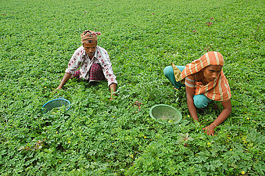 农民,蔬菜采摘,地点,孟加拉,2008年