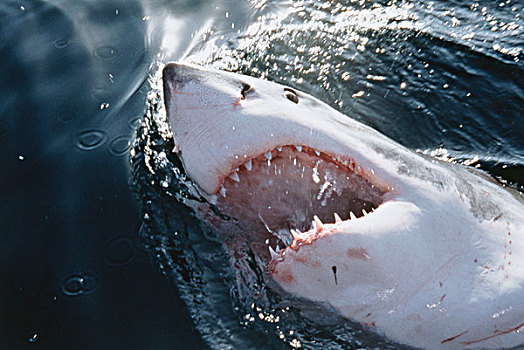 大白鲨,海洋,大幅,尺寸